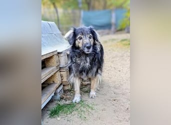 Vermittlungshilfe für Kata, 02/18 - ängstliche Hündin sucht Chance