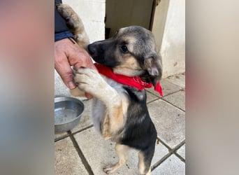 Alma - aktiv, verspielt und neugierig