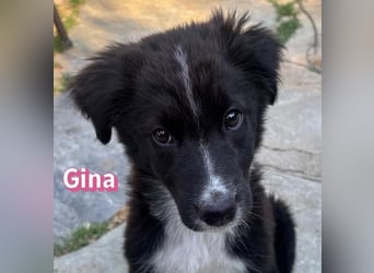 Gina, 05/26 - süßes Welpenmädel sucht Familie