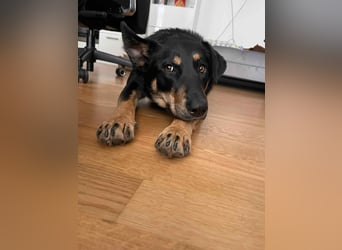 Intelligente Fanny sucht perfektes Zuhause