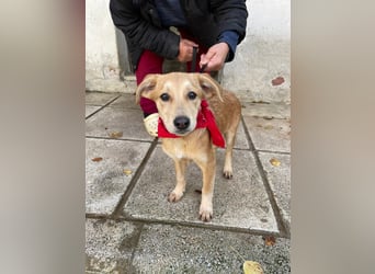 Aika - aktiv, verspielt und neugierig