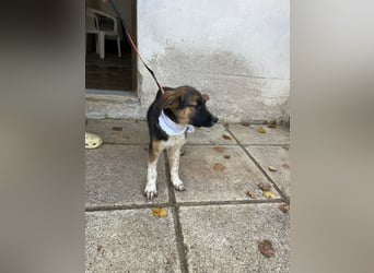 Anton - aktiv, verspielt und neugierig