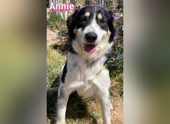 Annie, 04/25 - süßes Wuschelchen sucht Körbchen