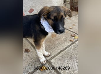 Anton - aktiv, verspielt und neugierig