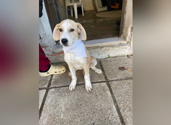 Armani - aktiv, verspielt und neugierig