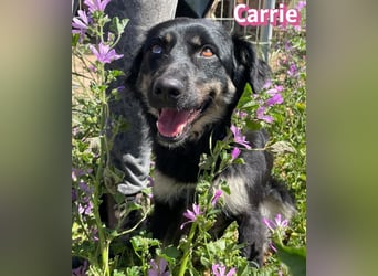 Carrie, 04/25 - fröhliche Maus sucht Familie