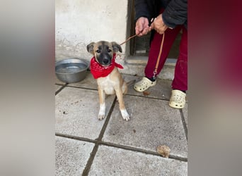 Amy - aktiv, verspielt und neugierig