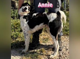 Annie, 04/25 - süßes Wuschelchen sucht Körbchen