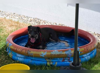 Verschmuste Fanny sucht ihre Familie