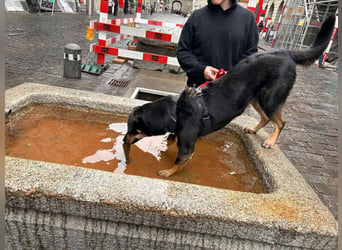Tolle Fanny sucht liebevolles Zuhause