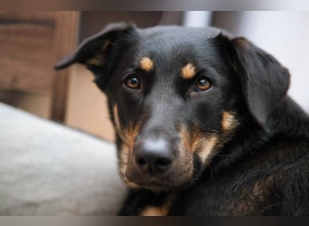 Verschmuste Fanny sucht ihre Familie