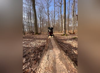 Intelligente Fanny sucht perfektes Zuhause