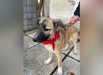 Amy - aktiv, verspielt und neugierig