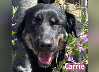 Carrie, 04/25 - fröhliche Maus sucht Familie