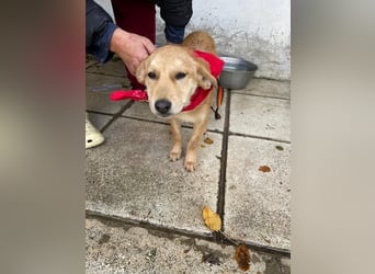 Abby - aktiv, verspielt und neugierig