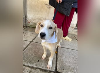 Armani - aktiv, verspielt und neugierig