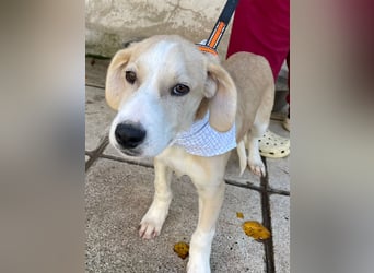 Armani - aktiv, verspielt und neugierig