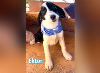 Ektor - aufgeweckt und verspielt