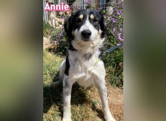 Annie, 04/25 - süßes Wuschelchen sucht Körbchen