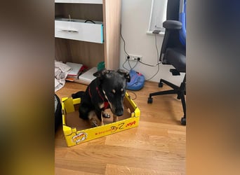 Intelligente Fanny sucht perfektes Zuhause