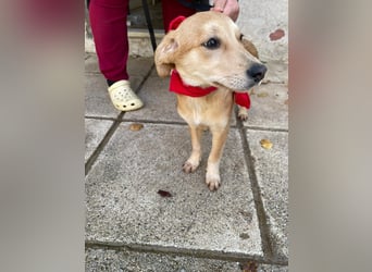 Aika - aktiv, verspielt und neugierig