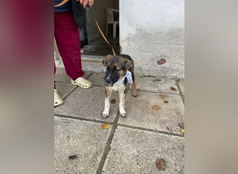 Anton - aktiv, verspielt und neugierig