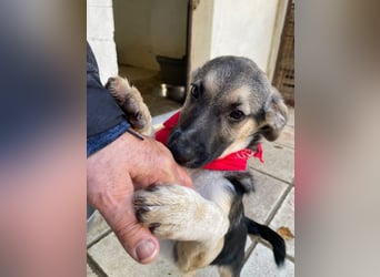 Alma - aktiv, verspielt und neugierig