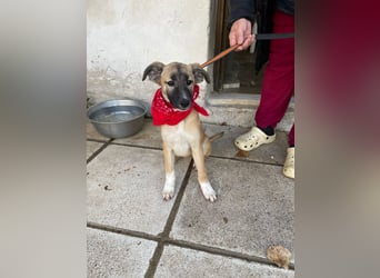 Amy - aktiv, verspielt und neugierig