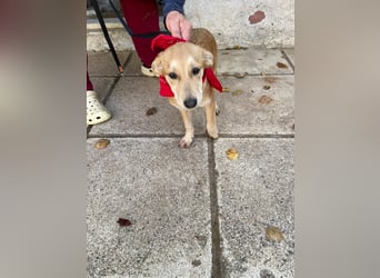 Aika - aktiv, verspielt und neugierig