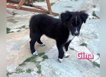 Gina, 05/26 - süßes Welpenmädel sucht Familie