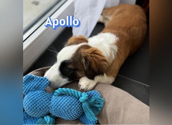 Apollo - verspielt und freundlich; NOTFALL!!