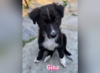 Gina, 05/26 - süßes Welpenmädel sucht Familie