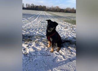 Intelligente Fanny sucht perfektes Zuhause