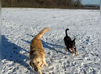 Verschmuste Fanny sucht ihre Familie