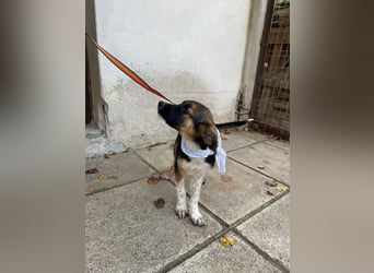 Anton - aktiv, verspielt und neugierig