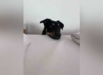 Intelligente Fanny sucht perfektes Zuhause