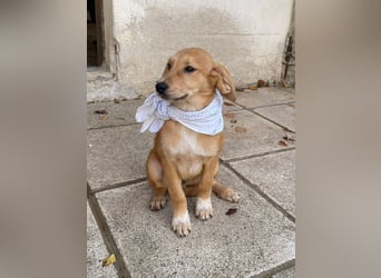 Adonis - aktiv, verspielt und neugierig