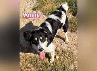 Annie, 04/25 - süßes Wuschelchen sucht Körbchen