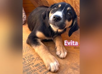 Evita - aufgeweckt und verspielt