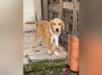 Adonis - aktiv, verspielt und neugierig