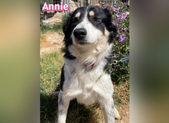 Annie, 04/25 - süßes Wuschelchen sucht Körbchen
