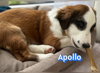 Apollo - verspielt und freundlich; NOTFALL!!