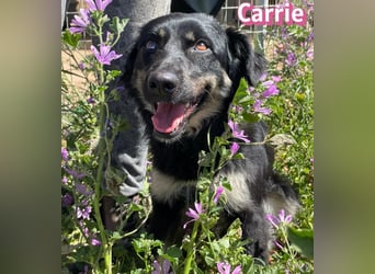 Carrie, 04/25 - fröhliche Maus sucht Familie