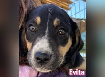 Evita - aufgeweckt und verspielt