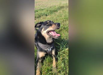 Verschmuste Fanny sucht ihre Familie