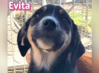 Evita - aufgeweckt und verspielt