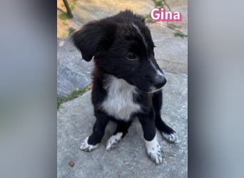 Gina, 05/26 - süßes Welpenmädel sucht Familie