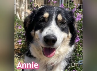 Annie, 04/25 - süßes Wuschelchen sucht Körbchen