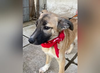 Amy - aktiv, verspielt und neugierig