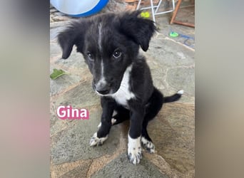 Gina, 05/26 - süßes Welpenmädel sucht Familie